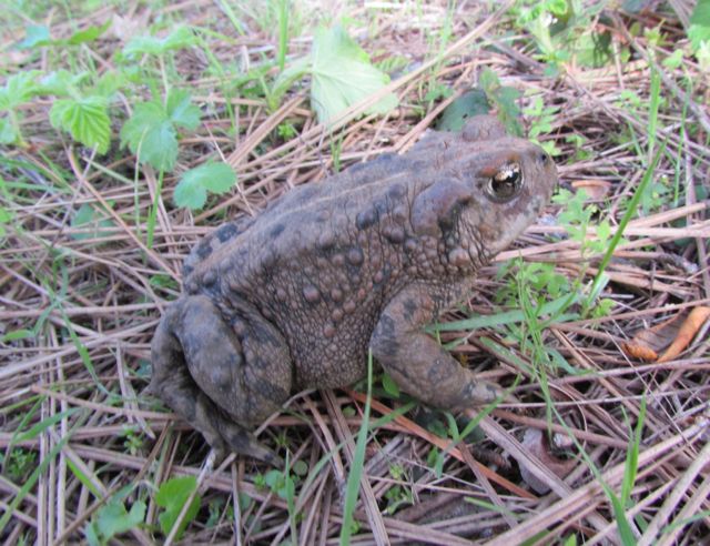 California Toad